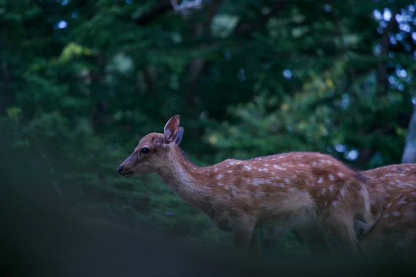 Deer Peeking Tree Nara Park Nara Japan — Stok fotoğraf