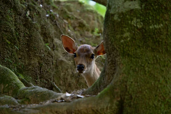 Deer Peeking Tree Nara Park Nara Japan — ストック写真