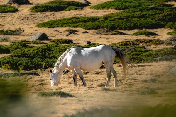 Серый Конь Пасущийся Равнине Горах Летом Сухой Травой Высокое Качество — стоковое фото