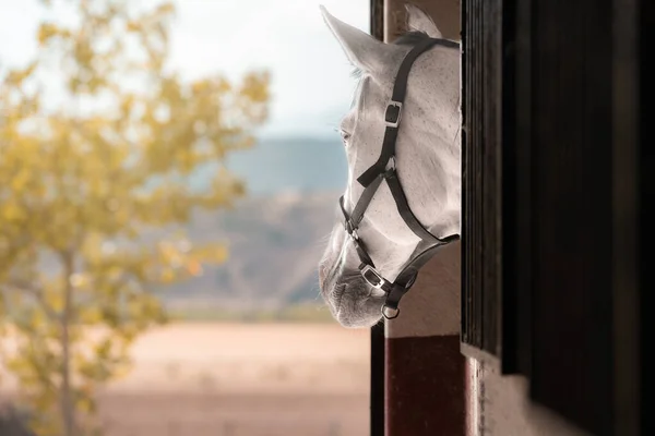 Animal locked up looking at freedom. Horse locked in his stable. High quality photo
