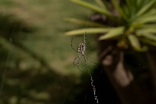 Grande Toile Araignée Tissage Araignée Dans Jardin Vue Ventrale Argiope — Photo