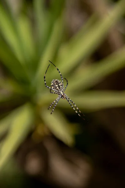 庭でクモの巣を織る大きなクモ スローモーションで虎のクモの糸球体ロバタの垂直方向のビュー — ストック写真