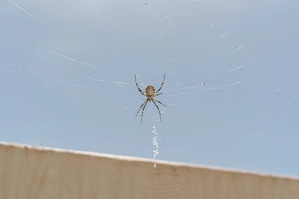 大蜘蛛在花园里织蜘蛛网 慢动作虎蛛心房小叶的Ventral视图 — 图库照片