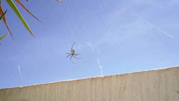 Grote Spinnenweb Weven Tuin Ventraal Zicht Tijgerspin Argiope Lobata Slow — Stockvideo