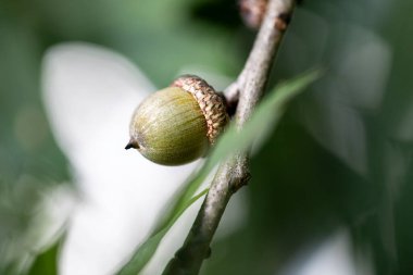 Ağaçtaki meşe palamutları yemyeşil bir ortamda