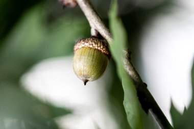 Ağaçtaki meşe palamutları yemyeşil bir ortamda