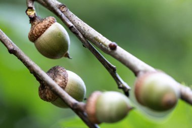 Ağaçtaki meşe palamutları yemyeşil bir ortamda