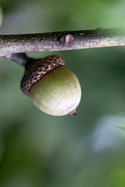 Ağaçtaki meşe palamutları yemyeşil bir ortamda