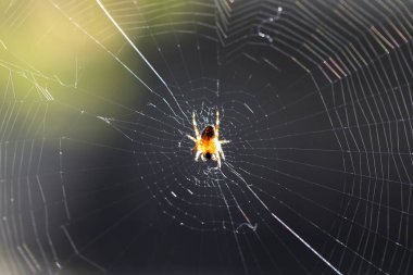 Shot of a large and complex spider web