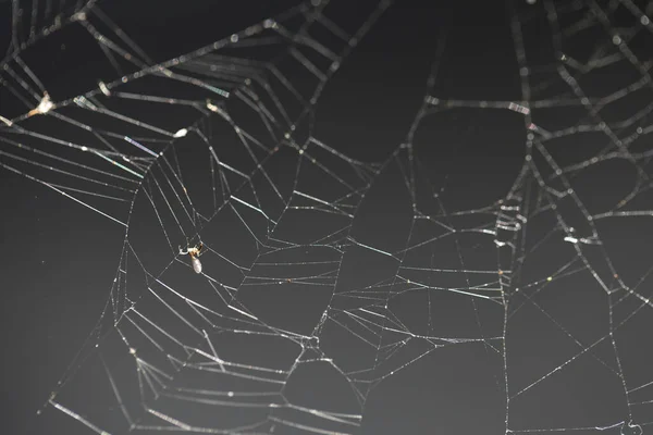 Shot Large Complex Spider Web — стоковое фото