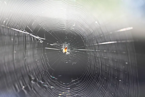 Shot Large Complex Spider Web — стоковое фото