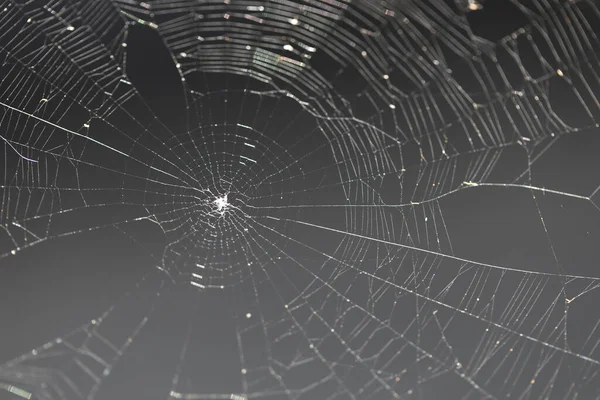 Shot Large Complex Spider Web — стоковое фото