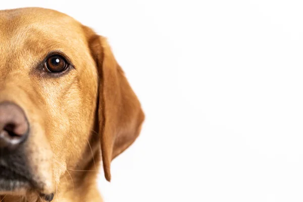 Yellow labrador retriever up against a white background in a studio