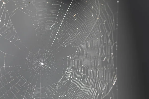 Shot Large Complex Spider Web — 스톡 사진
