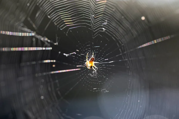 Shot Large Complex Spider Web — стоковое фото