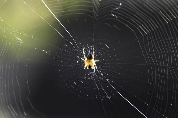Shot Large Complex Spider Web — Foto de Stock