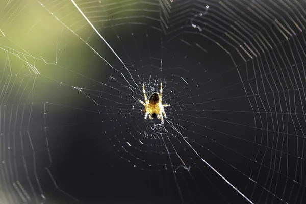 Shot Large Complex Spider Web — стоковое фото