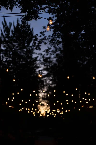 Strings Lights Trees Walkway Sunrise Sunset — Stock Photo, Image