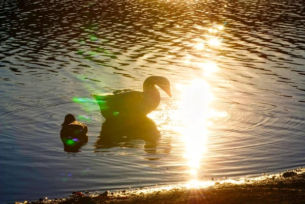 Goose Floats Lake Sunset Lights — Stock fotografie