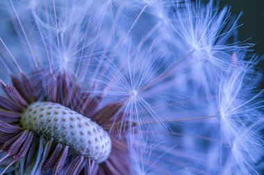 Small dandelion under high magnification