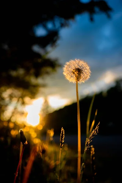 Dandelion Dusk Light — Photo