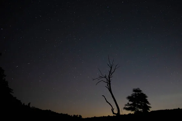 night sky, starry silhouettes of stars