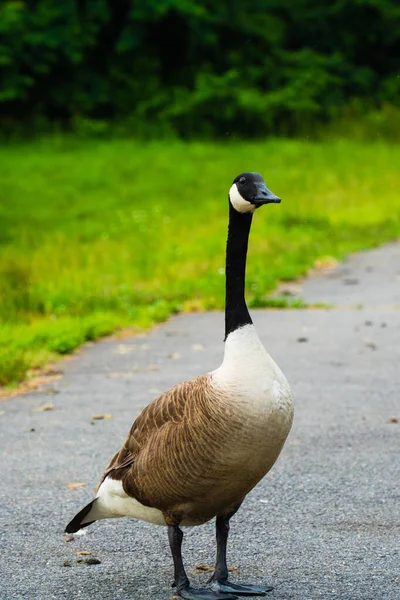 Canada Goose Standing Still Front Grass — Stock Photo, Image