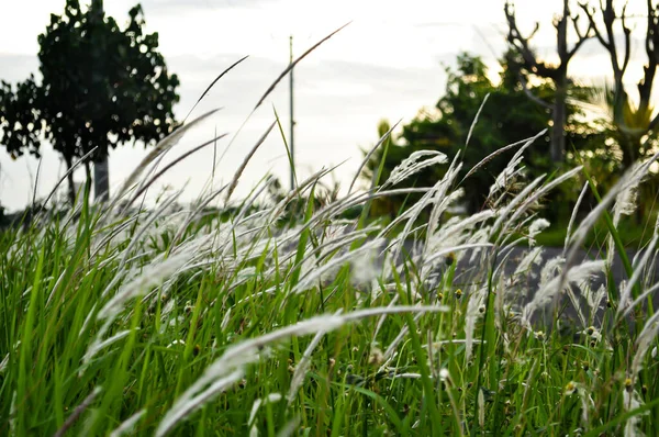 Cotton Grass Plant Known Eriophorum Angustifolium Looks Beautiful Wind — стоковое фото