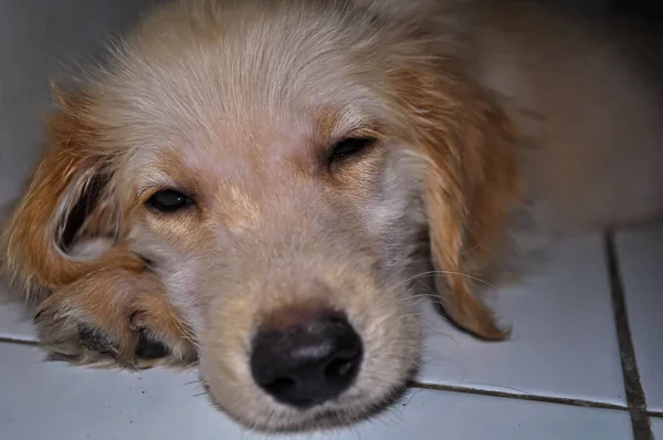 white golden retriever feels so sleepy rest with his chin