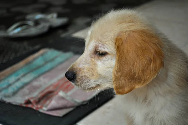 Golden Retriever Puppy Sad Thinking Life — 图库照片