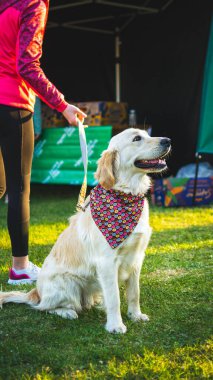 Cute retriever sitting on a grass