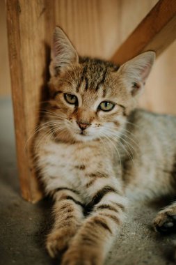 Cute little kitten lying closeup small depth of field