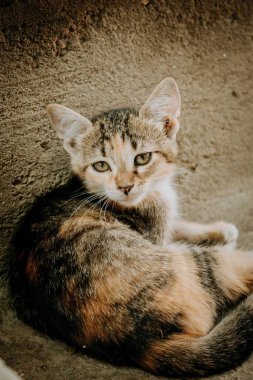 Cute little kitten lying closeup small depth of field