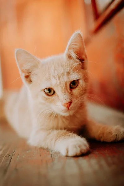 Cute Little Kitten Lying Closeup Small Depth Field — Stock Photo, Image