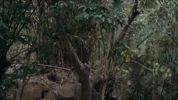 Красивый Лес Живописным Видом Бамбук Дерево Деревне Рассвете — стоковое видео