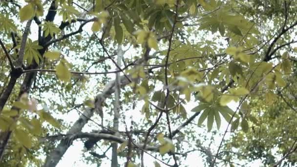 Green Forest Tree Branch Daylight Village — Stok Video