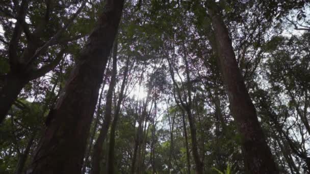 Battle Chinese Woman Red Black Costumes Fighting Each Other Forest — Stok Video