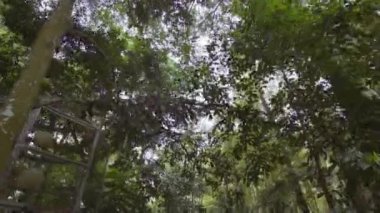 Asian Woman with a blackbird costume standing in the tree with a bad face at the jungle