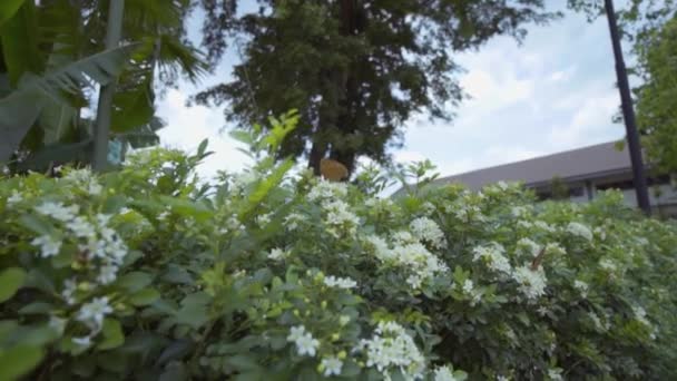 Bugs Brown Butterfly Standing Green Flower Leaves Summer — Video