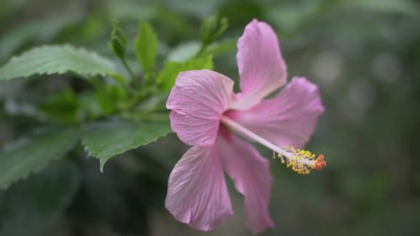 Beautiful Princess Smell Pink Flowers Garden While Wearing Short Dress — Wideo stockowe