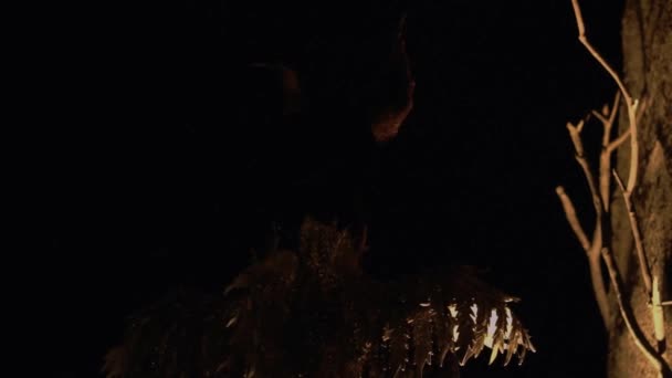 Жінка Костюмом Відьми Стоїть Біля Палацової Вежі Темну Ніч — стокове відео