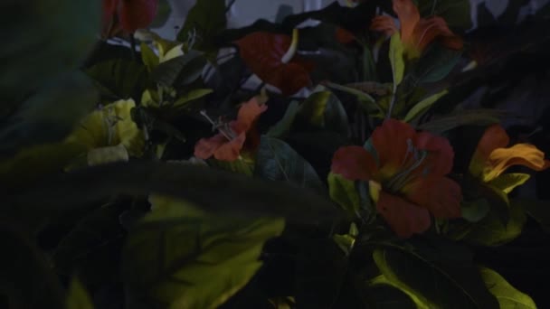 Gröna Blad Och Blommor Trädgården Slottet Dagsljus — Stockvideo