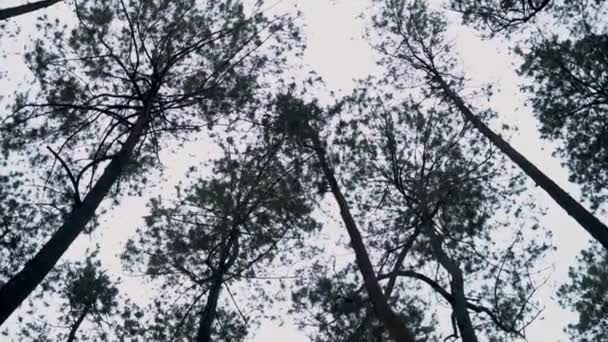 Floresta Verde Tem Monte Árvores Altas Folhas Verdes Selva Durante — Vídeo de Stock