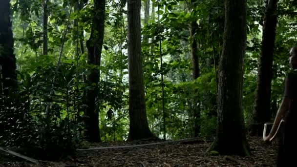 Bir Çift Avcı Elinde Bir Yay Ormanda Bir Tutarken Birbirlerine — Stok video