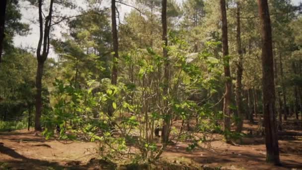 山の上で日光の間に木や新鮮な緑の葉がたくさんある緑のインドネシアの森 — ストック動画