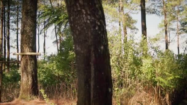 Grön Indonesisk Skog Med Hel Del Träd Och Färska Gröna — Stockvideo