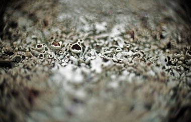 soyut arkaplan, doğa ve orman