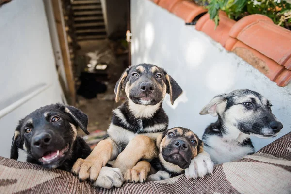 happy puppies waiting for food