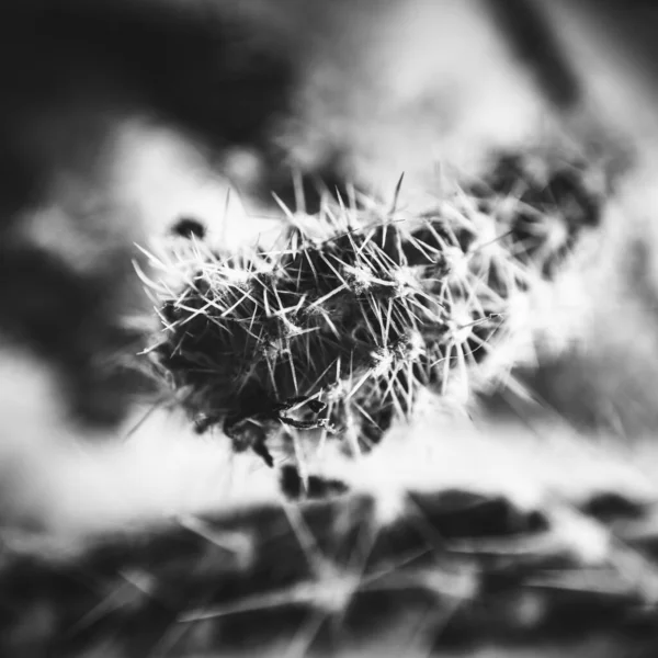 macro photography of black and white plant. natural background