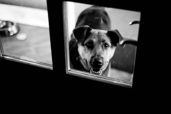 Köpeğin Siyah Beyaz Fotoğrafı — Stok fotoğraf